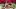 A colour image of Rosa's Thai bottomless brunch